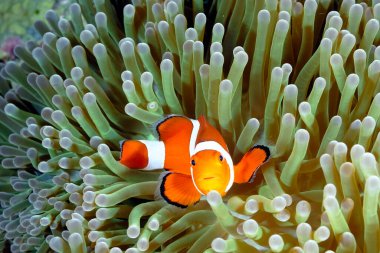 A picture of a beautiful anemone and it's Clown fish clipart