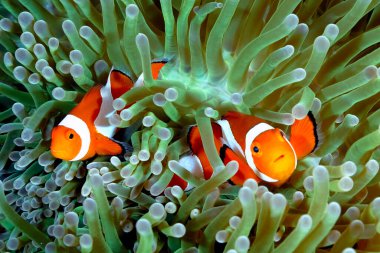 A picture of a beautiful anemone and it's Clown fish clipart
