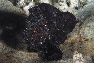 Altında güzel bir yaprak balığı resmi.