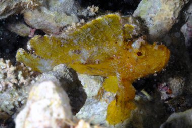 Altında güzel bir yaprak balığı resmi.