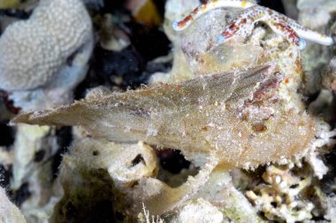 Altında güzel bir yaprak balığı resmi.