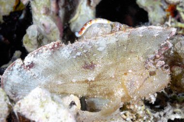 Altında güzel bir yaprak balığı resmi.