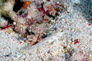 Turuncu benekli bir kum tanesinin resmi. Kumda Goby.