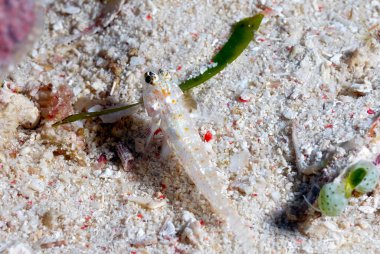 Turuncu benekli bir kum tanesinin resmi. Kumda Goby.