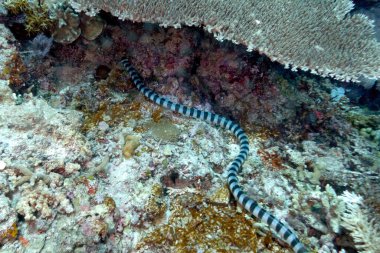 Mercan resifinde bir deniz yılanı resmi.