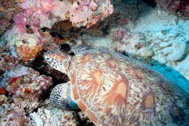 Denizde yalnız bir kaplumbağanın resmi.