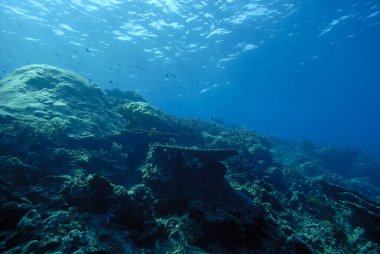 Sağlıklı bir mercan resifinin güzel bir resmi.