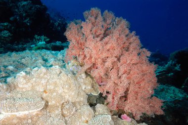 Sağlıklı bir mercan resifinin güzel bir resmi.