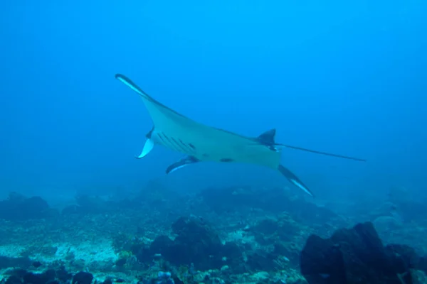 Una Foto Una Bella Manta Che Nuota Nel Blu — Foto Stock