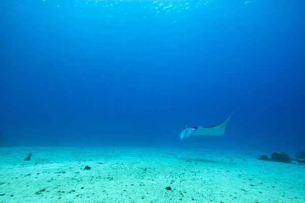 Una Foto Una Bella Manta Che Nuota Nel Blu — Foto Stock