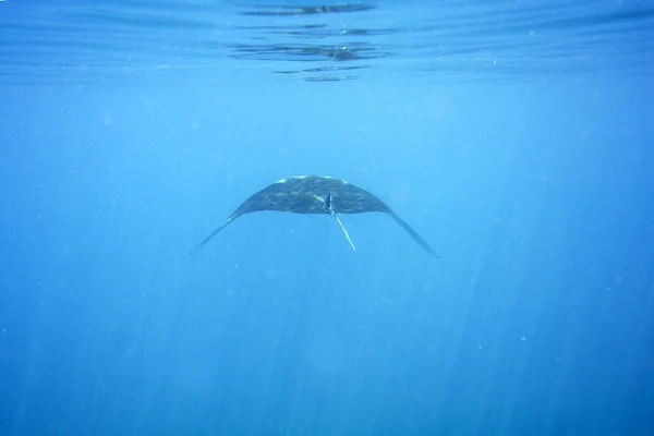 Een Schilderstuk Van Een Prachtige Manta Zwemmend Het Blauw — Stockfoto