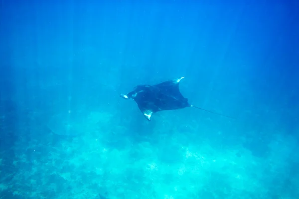 Una Foto Una Hermosa Manta Nadando Azul — Foto de Stock