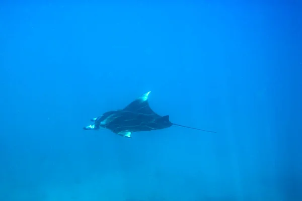 Una Foto Una Bella Manta Che Nuota Nel Blu — Foto Stock