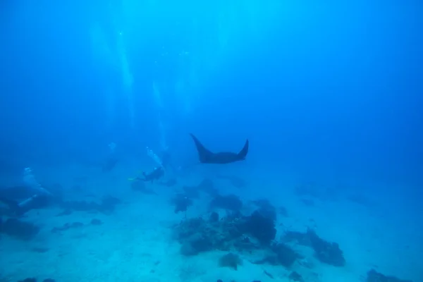 Una Foto Una Hermosa Manta Nadando Azul — Foto de Stock