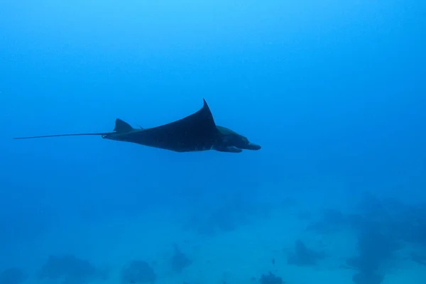 Una Foto Una Bella Manta Che Nuota Nel Blu — Foto Stock