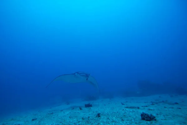 Una Foto Una Bella Manta Che Nuota Nel Blu — Foto Stock