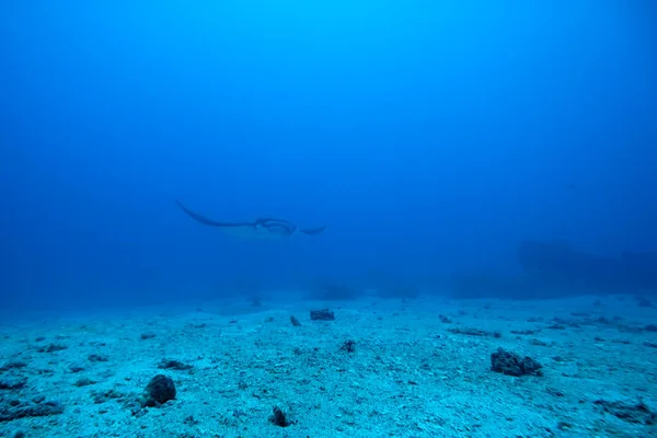 Una Foto Una Bella Manta Che Nuota Nel Blu — Foto Stock