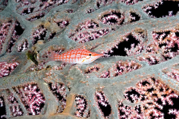 Uma Foto Peixe Falcão Coral — Fotografia de Stock