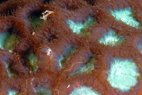 Ein Schönes Bild Von Einem Gesunden Korallenriff — Stockfoto