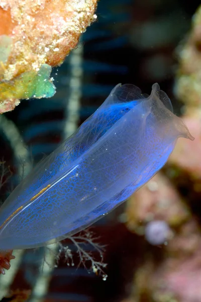 Una Foto Una Hermosa Ascidiana Arrecife Coral —  Fotos de Stock