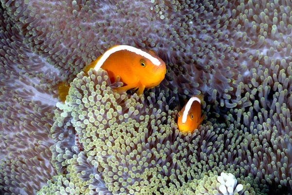 Una Foto Bellissimo Anemone Pesce Pagliaccio — Foto Stock