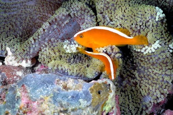 Una Foto Bellissimo Anemone Pesce Pagliaccio — Foto Stock