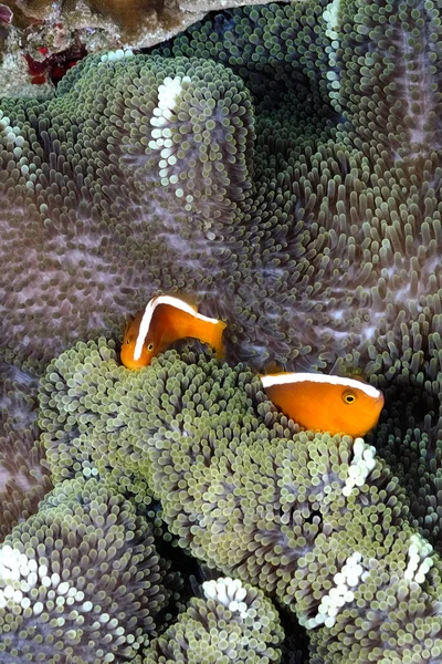 Una Foto Bellissimo Anemone Pesce Pagliaccio — Foto Stock