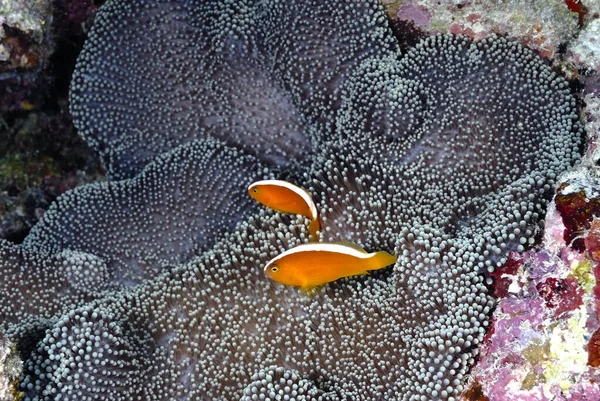 一个美丽的海葵和它的小丑鱼的图片 — 图库照片
