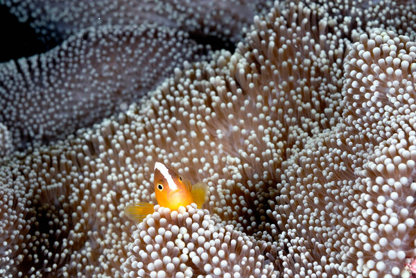 Фотография прекрасного анемона и рыбы-клоуна