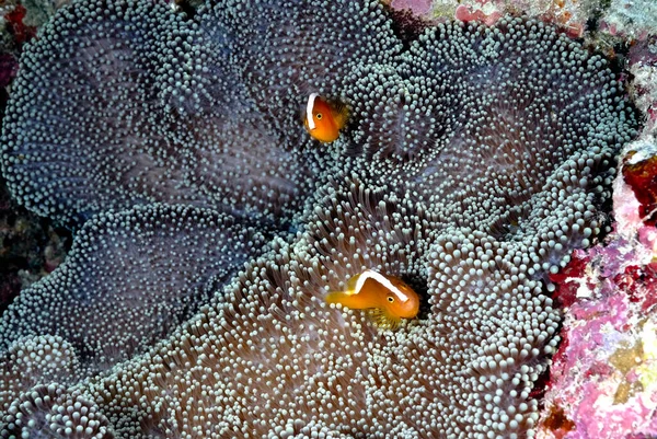 Picture Beautiful Anemone Clown Fish — Stock Photo, Image