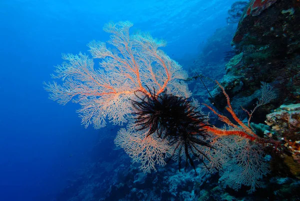 Una Hermosa Imagen Arrecife Coral Saludable — Foto de Stock