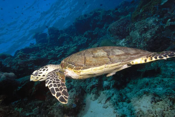 A picture of a lonely turtle in the sea