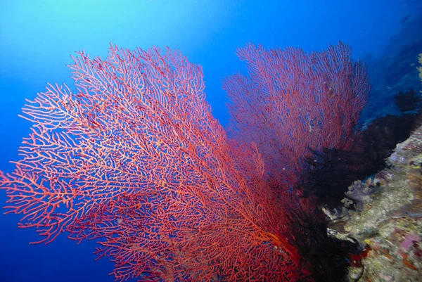 健康的なサンゴ礁の美しい写真 — ストック写真