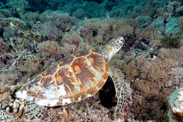 A picture of a lonely turtle in the sea