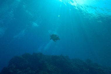 Denizde yalnız bir kaplumbağanın resmi.