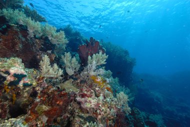Sağlıklı bir mercan resifinin güzel bir resmi.