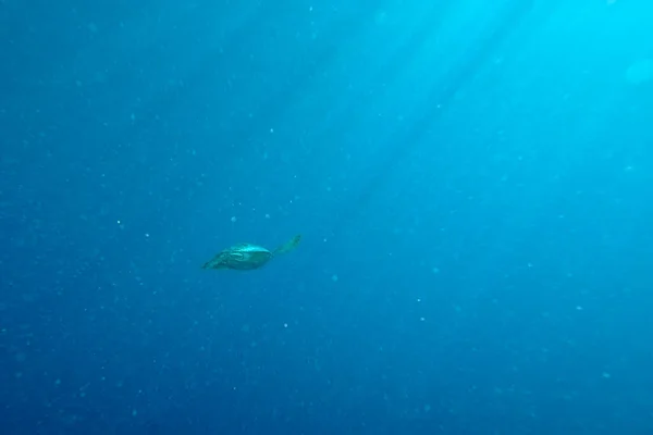 A picture of a lonely turtle in the sea