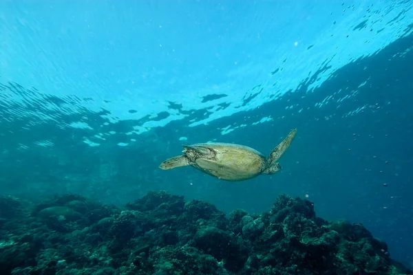 A picture of a lonely turtle in the sea