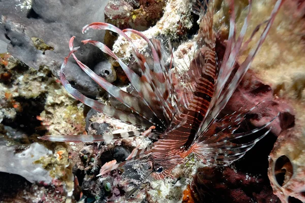 Uma Imagem Perigoso Peixe Leão Nadando Recife Coral — Fotografia de Stock