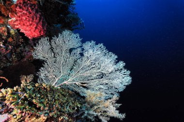 Sağlıklı bir mercan resifinin güzel bir resmi.