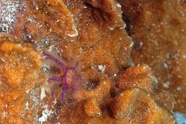 Süngerin üzerinde güzel kıllı bir ıstakoz resmi.