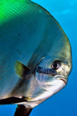 Denizde yüzen yarasa balığının resmi.