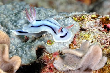 Renkli ve güzel dalların bir resmi.