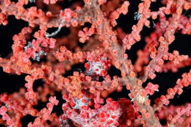 Mercanların arasına gizlenmiş küçük bir pigme deniz atı.