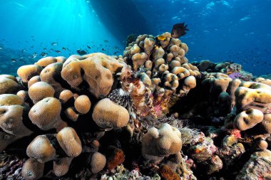 Mercan resifinde yüzen tehlikeli aslan balığının resmi.