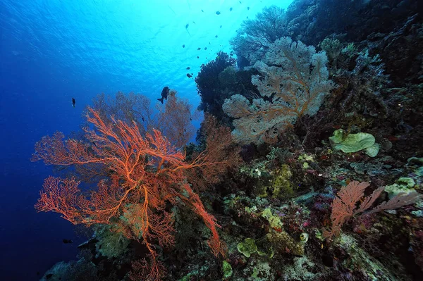 Sağlıklı Bir Mercan Resifinin Güzel Bir Resmi — Stok fotoğraf