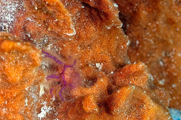 Picture Beautiful Hairy Squat Lobster Sponge — Stock Photo, Image