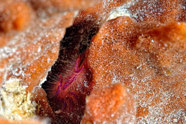 Picture Beautiful Hairy Squat Lobster Sponge — Stock Photo, Image