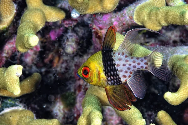 Una Foto Bellissimo Pesce Cardinale — Foto Stock