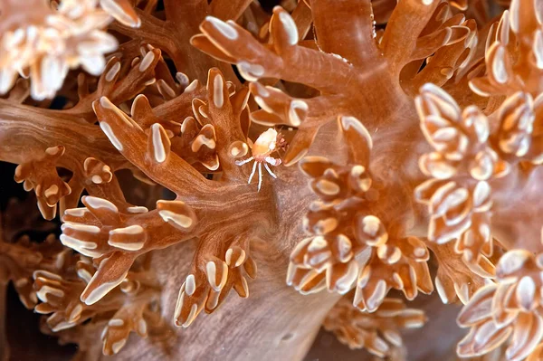 Picture Beautiful Porcelain Crab Defending Its Lair — Stock Photo, Image